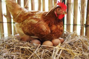 Ferme Laute P&V - Vente d’œufs fermiers à Braine-le-Comte